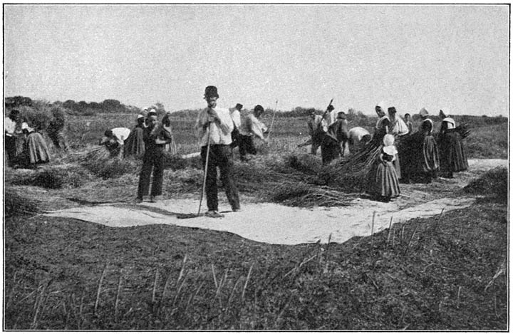 Zaaddorschen op Walcheren.