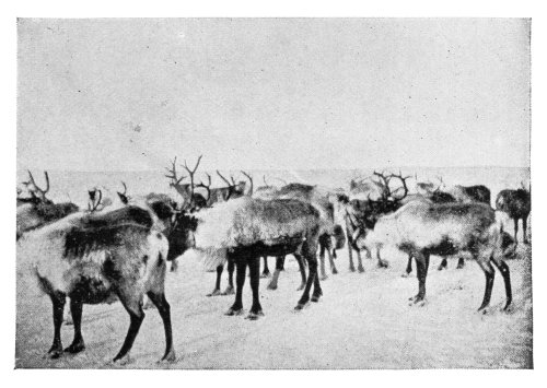 Reindeer That Saved Three Hundred Lives.