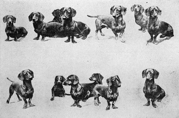 True Dachshund Specimens.