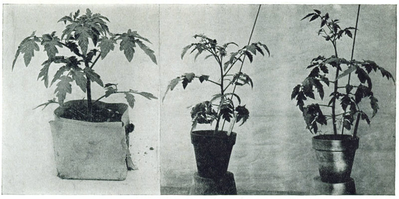 Figure 12.—Plants for the early crop. 1. Shows plants in paper bands of excellent proportion and thrift but
not yet in bloom. 2. In blossom but fruit has not yet set. 3. Similar to 2 but a little further advanced and
has actually set fruit.