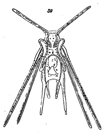 Fig. 39